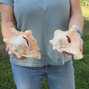Two piece 6-1/4" & 7" B-Grade Pink Conchs