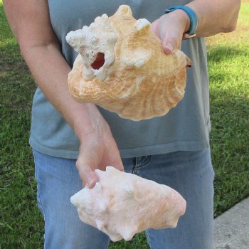 Two piece 7-1/2" B-Grade Pink Conchs