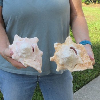 Two piece 7-1/2" B-Grade Pink Conchs