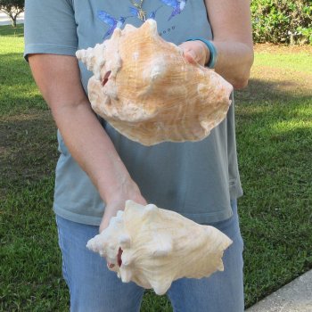 Two piece 8" B-Grade Pink Conchs