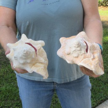 Two piece 8" B-Grade Pink Conchs