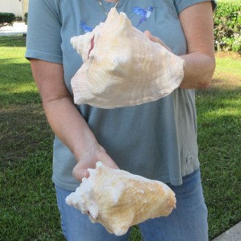 Two piece 8" B-Grade Pink Conchs
