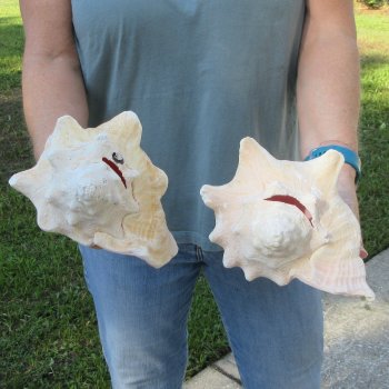 Two piece 8" B-Grade Pink Conchs
