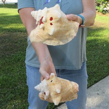 Two piece 7" B-Grade Pink Conchs