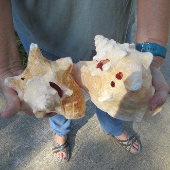 Two piece 7" B-Grade Pink Conchs