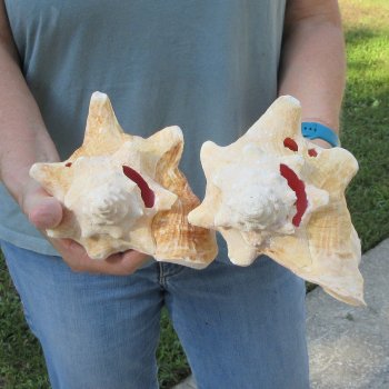 Two piece 7" B-Grade Pink Conchs