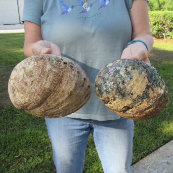 Two piece Natural Green Abalone 7"