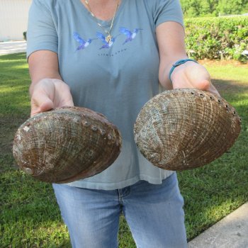 Two piece Natural Green Abalone 7"