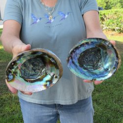 Two piece Natural Green Abalone 6"