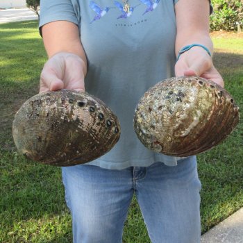 Two piece Natural Green Abalone 7"
