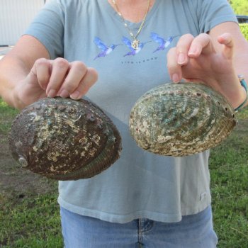 Two piece Natural Green Abalone 6"