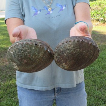 Two piece Natural Green Abalone 6"