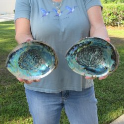 Two piece Natural Green Abalone 6"