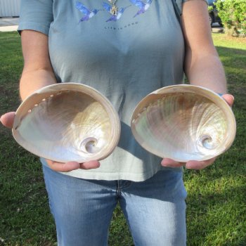 Two Polished Australian Greenlip Abalone shells 6" and 6-1/4"