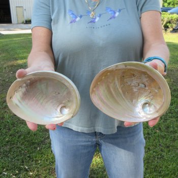 Two Polished Australian Greenlip Abalone shells 6" and 6-1/2"