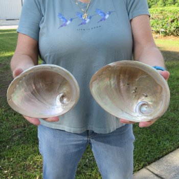 Two Polished Australian Greenlip Abalone shells 6" and 6-3/4"