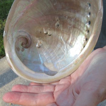 Two Polished Australian Greenlip Abalone shells 6" and 6-3/4"