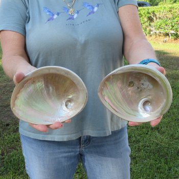 Two Polished Australian Greenlip Abalone shells 6" and 6-1/4"
