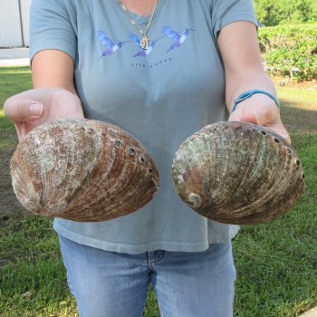 Two piece Natural Green Abalone 6"