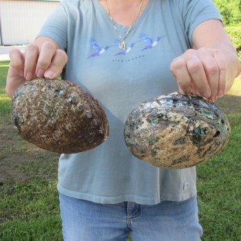 Two piece Natural Green Abalone 6"