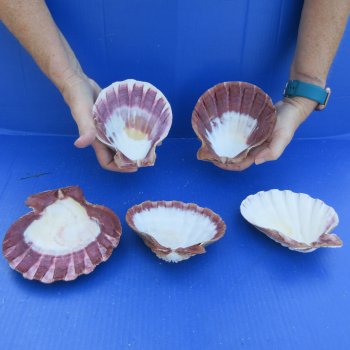 Five piece 5-6" Brown Lion Paw shells 