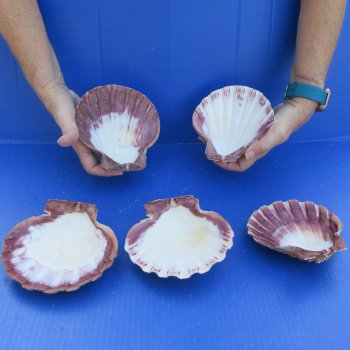 Five piece 5-6" Brown Lion Paw shells 