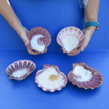 Five piece 5-6" Brown Lion Paw shells 