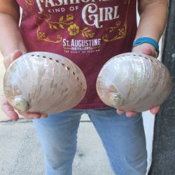 Two Pearlized Austr...