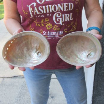 Two Pearlized Australian Greenlip Abalone shells 6" & 6-1/4"