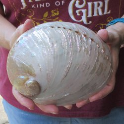 Pearl Abalone shell...