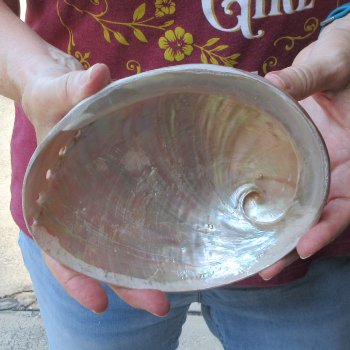  Pearl Abalone shell 7"