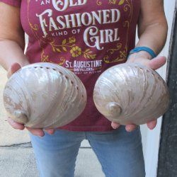 Two Pearlized Austr...