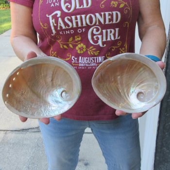 Two Pearlized Australian Greenlip Abalone shells 6" & 6-1/4"