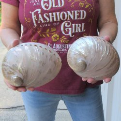 Two Pearlized Austr...