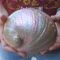 Pearl Abalone shell...