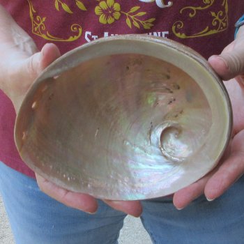  Pearl Abalone shell 6-1/2"