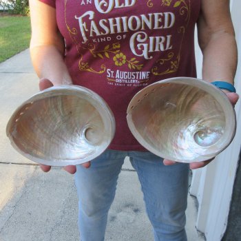 Two Pearlized Australian Greenlip Abalone shells 6-3/4"