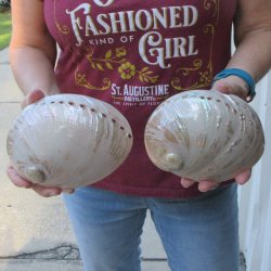 Two Pearlized Austr...