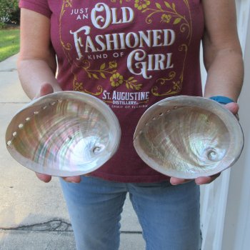 Two Pearlized Australian Greenlip Abalone shells 6" & 6-1/4"