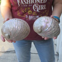 Two Pearlized Austr...