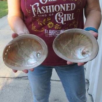 Two Pearlized Australian Greenlip Abalone shells 6-1/4"