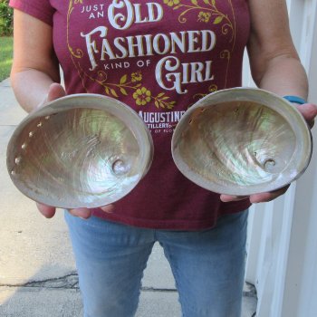 Two Pearlized Australian Greenlip Abalone shells 6" & 6-1/4"