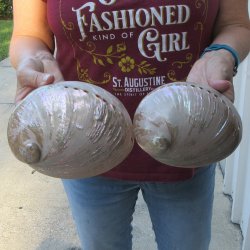 Two Pearlized Austr...
