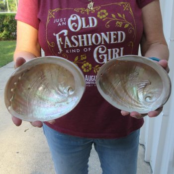 Two Pearlized Australian Greenlip Abalone shells 6" & 6-3/4"