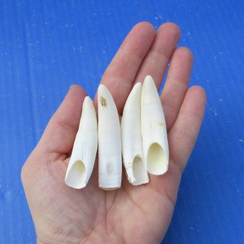 Four piece Alligator teeth 2-1/2" to 3"