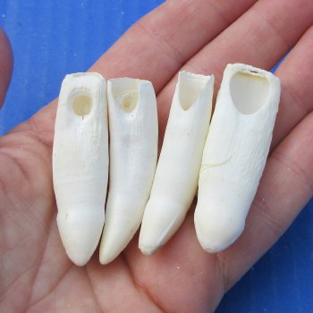 Four piece Alligator teeth 2" to 2-1/2"