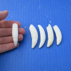 Five piece Alligato...