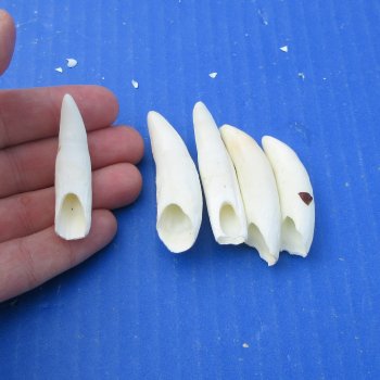 Five piece Alligator teeth 2" to 2-1/2"