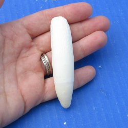 Alligator tooth 3-1...