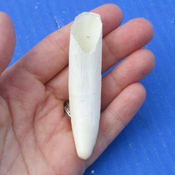 Alligator tooth 3-1/4"